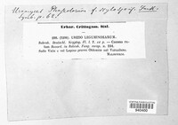Uromyces viciae-fabae image